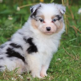 BMM4 - Blue merle male Australian Shepherd puppy in Chehalis, Washington from Wandering Acres Ranch
