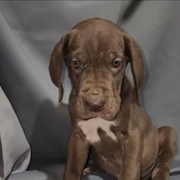 Barry - Chocolate male Great Dane puppy in Walker, Louisiana from La Rebel Danes