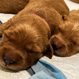 Golden Retriever Puppies from Blanco River Field Golden Retrievers