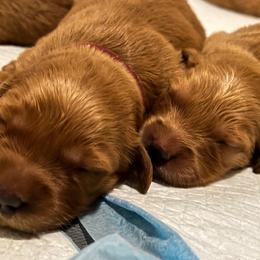 Golden Retriever Puppies from Blanco River Field Golden Retrievers