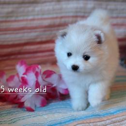 Pomeranian Puppies from Red Wagon Pomeranians