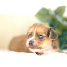 Dachshund puppies from Tinker Toy Doxies