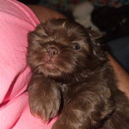 W1B - Chocolate male Shih Tzu puppy in Havelock, North Carolina from Sugar Paws Heavenly Shih Tzu’s