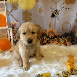 Golden Retriever Puppies from Whickering Pines Golden Retrievers
