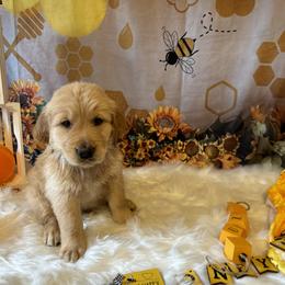 Golden Retriever Puppies from Whickering Pines Golden Retrievers