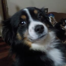 Kevin - Toy Australian Shepherd
