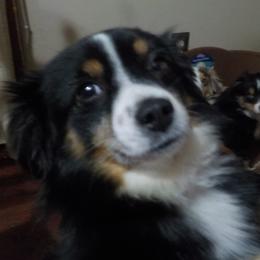 Kevin - Toy Australian Shepherd