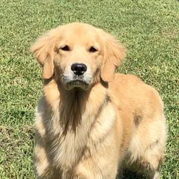 Dancy - Golden Retriever