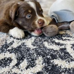 Miniature Australian Shepherd Puppies from DLT MiniAussie