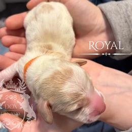 Dachshund Puppies from 208 Dox Dynasty
