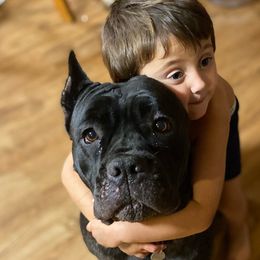 Hela - Cane Corso