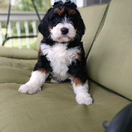 Bernedoodle and Double Doodle Puppies from Cloud Nine Doodles