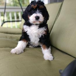 Bernedoodle and Double Doodle Puppies from Cloud Nine Doodles