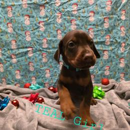 Teal - Red and rust female Doberman Pinscher puppy in Knox, Indiana from Double River Dobermans