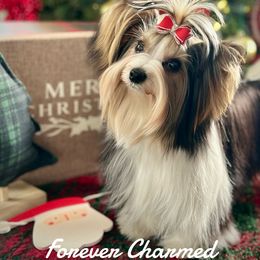 Biewer Terrier Puppies from Forever Charmed