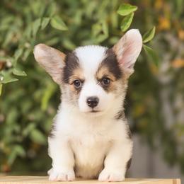 Brody - Black and tan male Pembroke Welsh Corgi puppy in Caliente, California from Rafter Cross 7