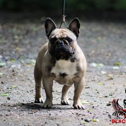 Una - French Bulldog