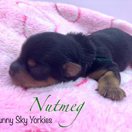 Nutmeg - Black and tan female Yorkshire Terrier puppy in Minnesota from Sunny Sky Yorkies