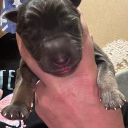 Summit - Blue male German Shepherd puppy in Barnhart, Missouri from Combat Creek German Shepherds