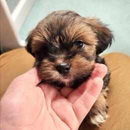Black Caviar - Brown female Lhasa Apso puppy in Jefferson, New York from Absolute Lhasa Love