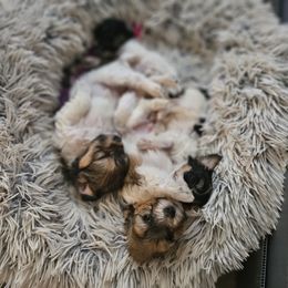 Coton de Tulear Puppies from Jac Be Nimble Cotons