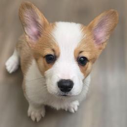 Piebald Boy with full tail - White and red male Pembroke Welsh Corgi puppy in Middleburg, Florida from Mulkeys Little Corgis