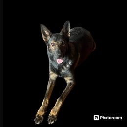 Vados - German Shepherd