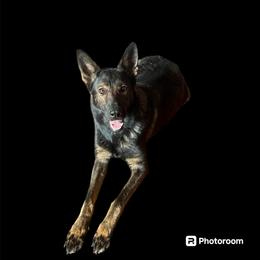 Vados - German Shepherd