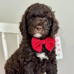 Ref - Brown male Poodle puppy in Twin Lake, Michigan from Paige's Poodles