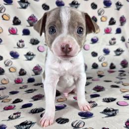 Amaretto - Fawn white and tan male Rat Terrier puppy in Rio Vista, California from CaliRats Rat Terriers