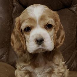 Cocker Spaniels from Breezeway Cockers