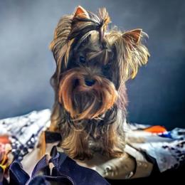 PIP - Yorkshire Terrier