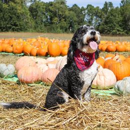 Bernedoodle, Goldendoodle, Sheepadoodle, and Aussiedoodle All Grown Up from Happy Top Doodles