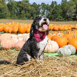 Bernedoodle, Goldendoodle, Sheepadoodle, and Aussiedoodle All Grown Up from Happy Top Doodles