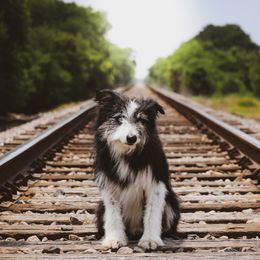 Ford - Border Collie