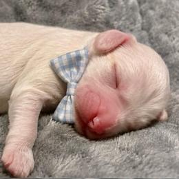Snoopy - Chalk male Australian Labradoodle puppy in Ponchatoula, Louisiana from Cajun Land Doodles