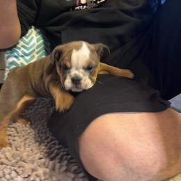 Aussiedoodle, Bulldog, Miniature Australian Shepherd, Poodle, and Toy Australian Shepherd Puppies from Mowry Creek Mini Aussiedoodles and More