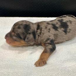 Puppy Five - Blue merle male Bernedoodle puppy in Rock Hill, South Carolina from LolliPop Farms