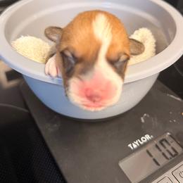 Sage - Red male Pembroke Welsh Corgi puppy in New Port Richey, Florida from Spots and Sploots