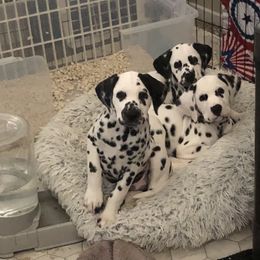 Dalmatian Puppies from Revere Dalmatians