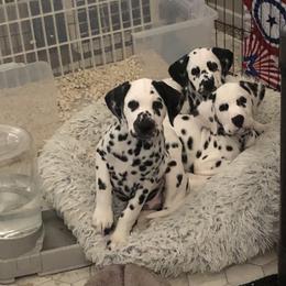Dalmatian Puppies from Revere Dalmatians