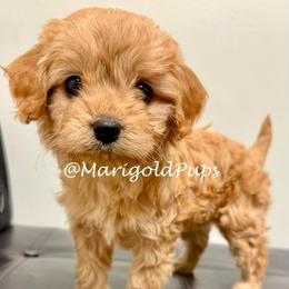 Pippa - Red female Cavapoo puppy in Liberty, Missouri from Marigold Pups