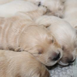 Golden Retriever Puppies from UnrivaledGoldens