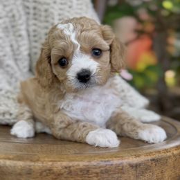 Croissant - Apricot female Cavapoo puppy in Arlington, Texas from Van Haselen Poodles and Doodles