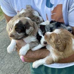 Aussiedoodle puppies from Doodle Duo