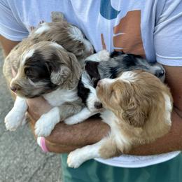Aussiedoodle puppies from Doodle Duo
