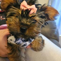 Lady - Black and tan female Yorkshire Terrier puppy in West Plains, Missouri from Brinkley Yorkies