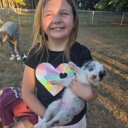 Petey - Blue merle male Border Collie puppy in Ripley, Oklahoma from Adventure5 Border Collies