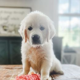 Coral - Light golden female Golden Retriever puppy in Deer Lodge, Tennessee from SelahGold