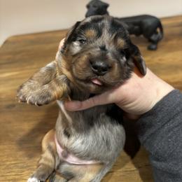 CKC MJ - Dapple male Dachshund puppy in White Cloud, Michigan from West Michigan Dachshund